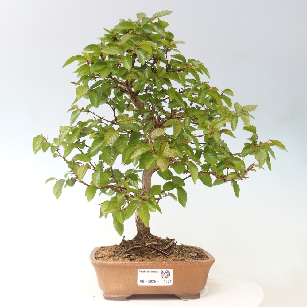 Bonsai voor buiten -Carpinus CARPINOIDES - Koreaanse haagbeuk