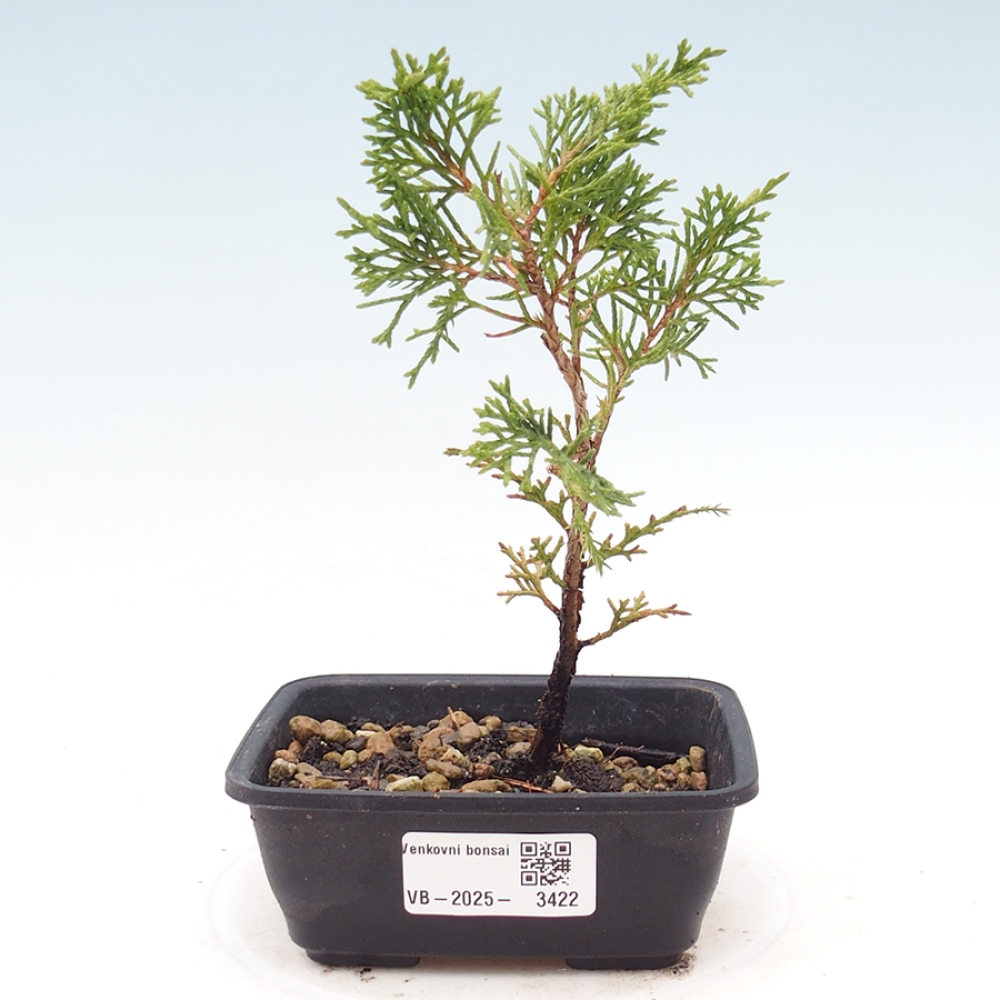Bonsai voor buiten - Juniperus chinensis Itoigawa