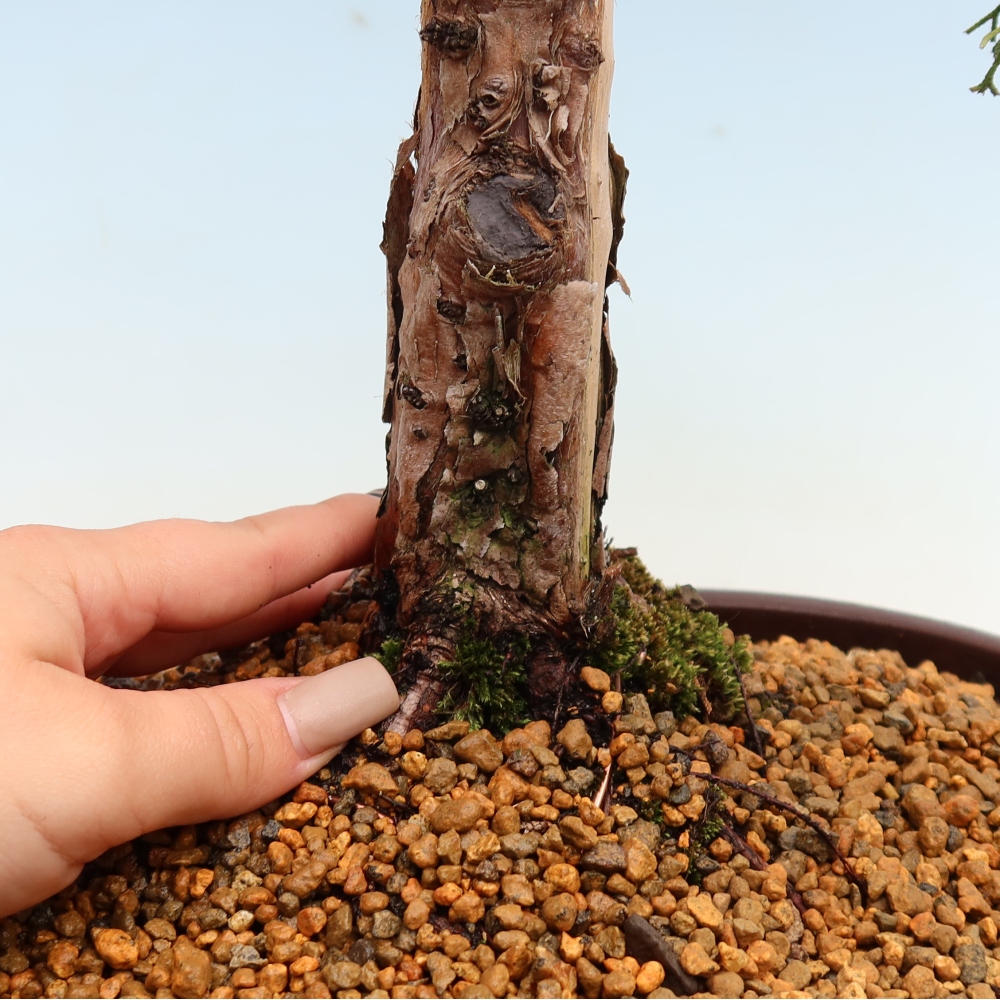 Bonsai voor buiten - Juniperus chinensis Kishu