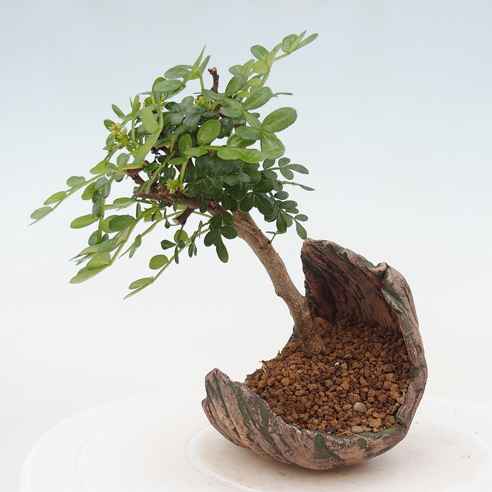 Kamerbonsai - Zantoxylum piperitum - peperboom