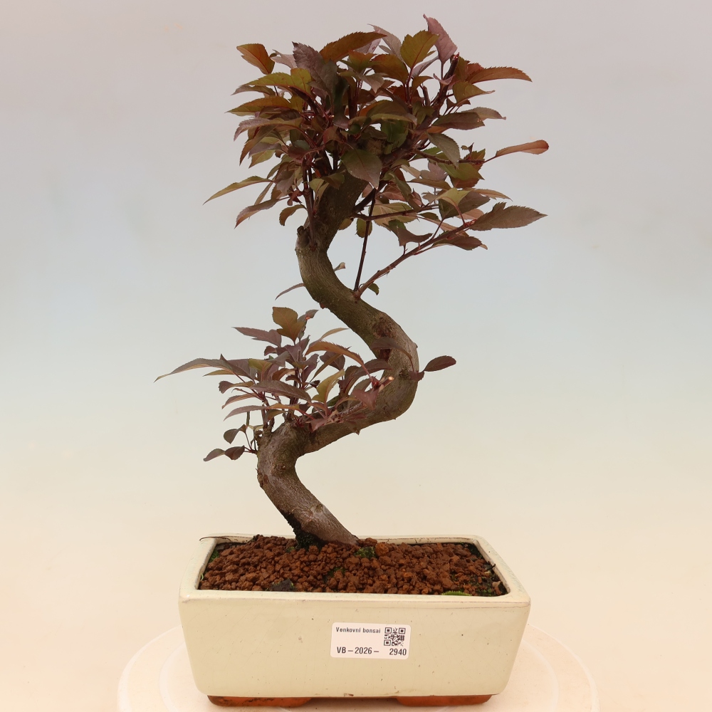 Bonsai voor buiten -Malus domestica - Roodbladige appelboom met kleine vruchten