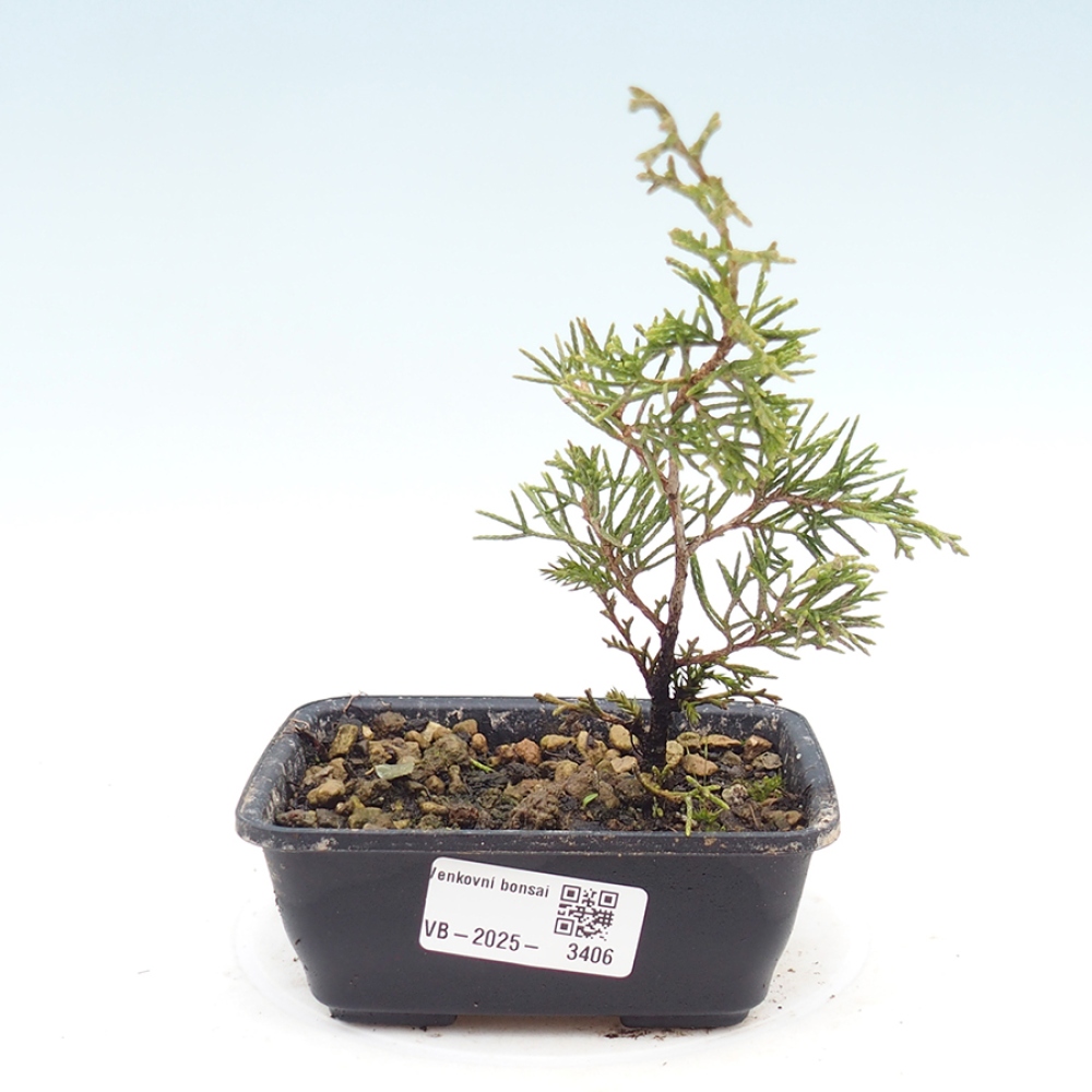 Bonsai voor buiten - Juniperus chinensis Itoigawa