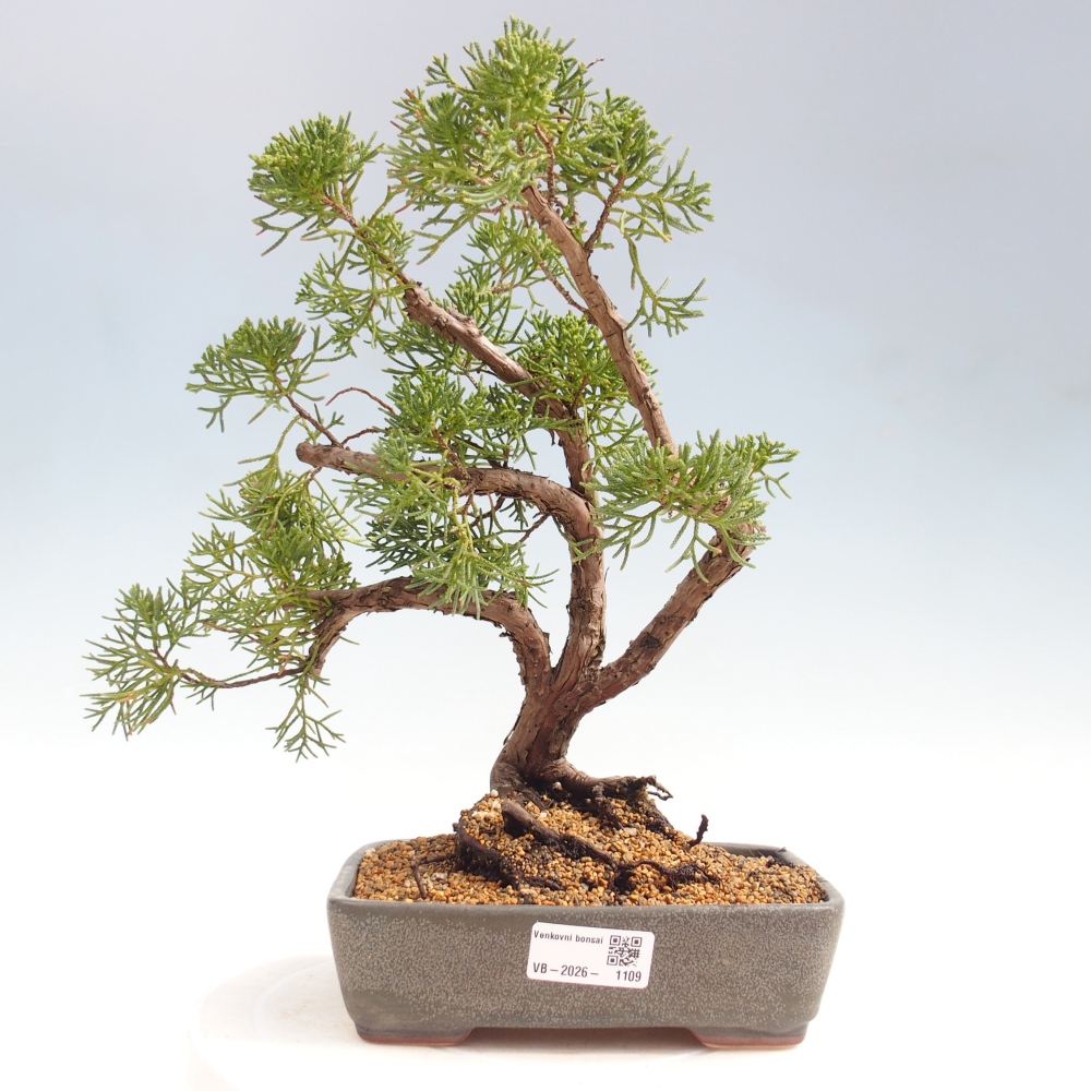 Bonsai voor buiten - Juniperus chinensis Kishu