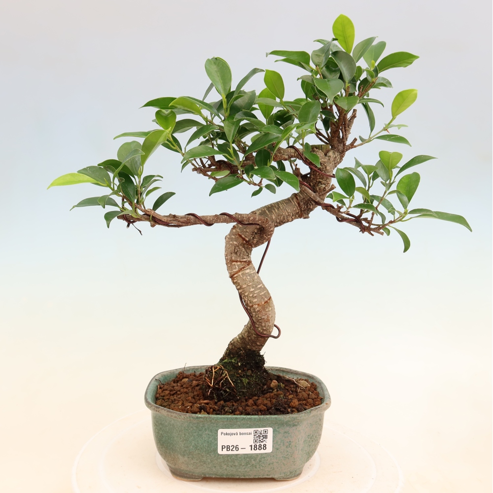 Kamerbonsai - Ficus retusa - kleinbladige ficus