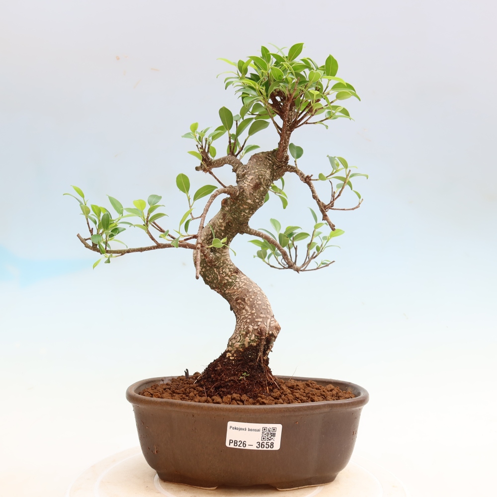 Kamerbonsai - Ficus kimmen - kleinbladige ficus