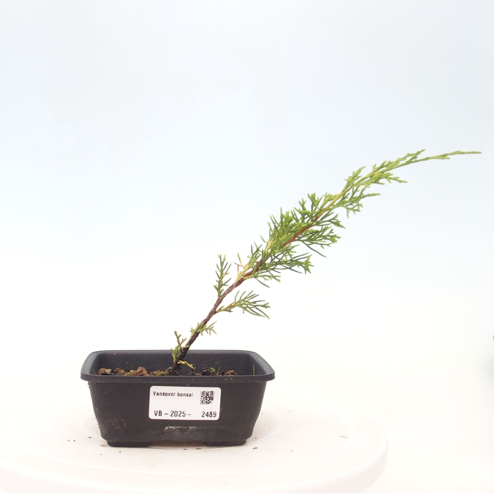 Bonsai voor buiten - Juniperus chinensis Itoigawa