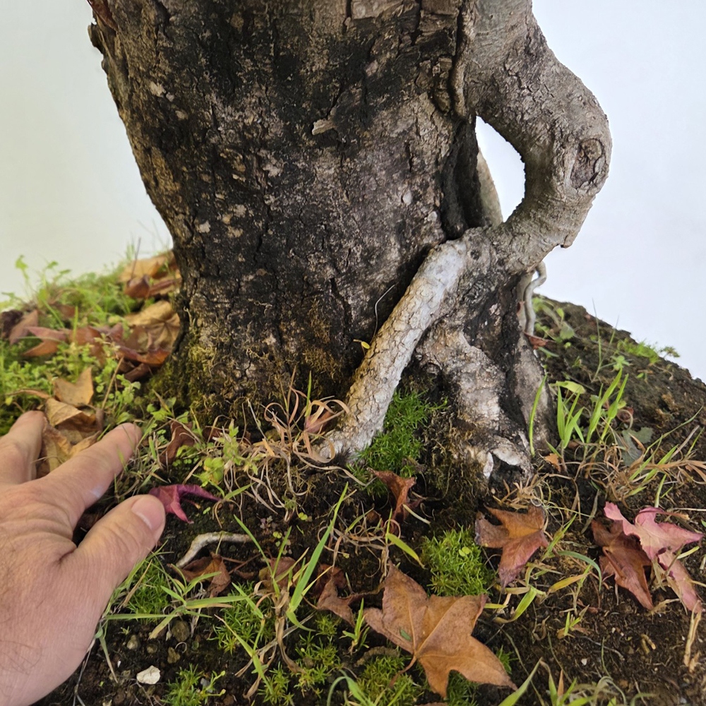 Bonsai voor buiten - Ambrosia - Liquidambar styraciflua