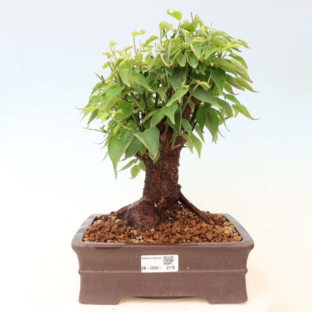 Bonsai voor buiten – Japanse abrikoos – Prunus Mume