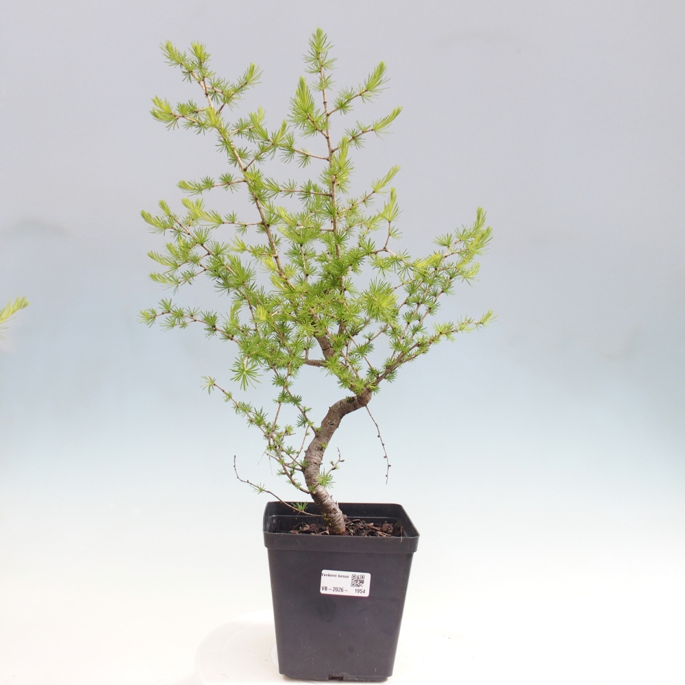 Bonsai voor buiten -Larix decidua - Lariks