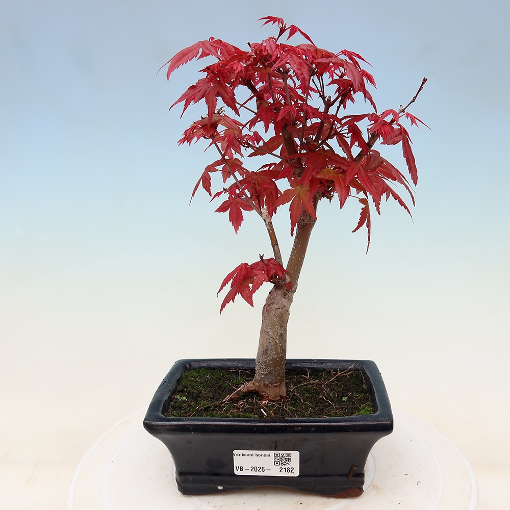 Bonsai voor buiten - Acer palmatum DESHOJO