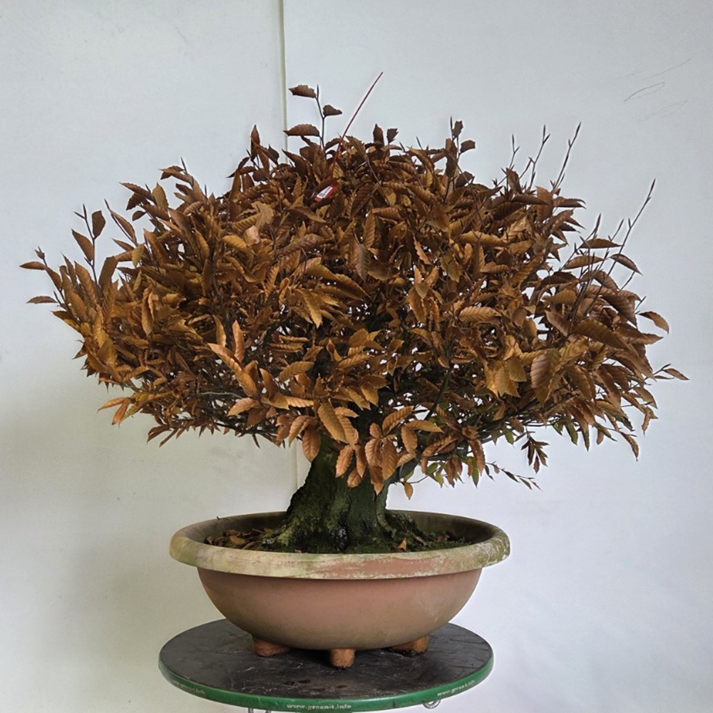Bonsai voor buiten - Fagus crenata