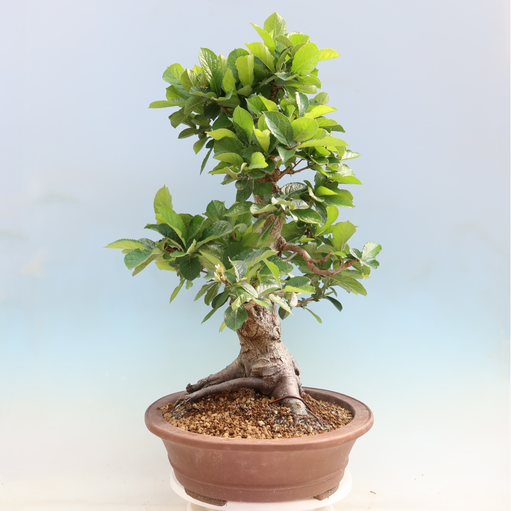 Bonsai voor buiten - Photinia villosa