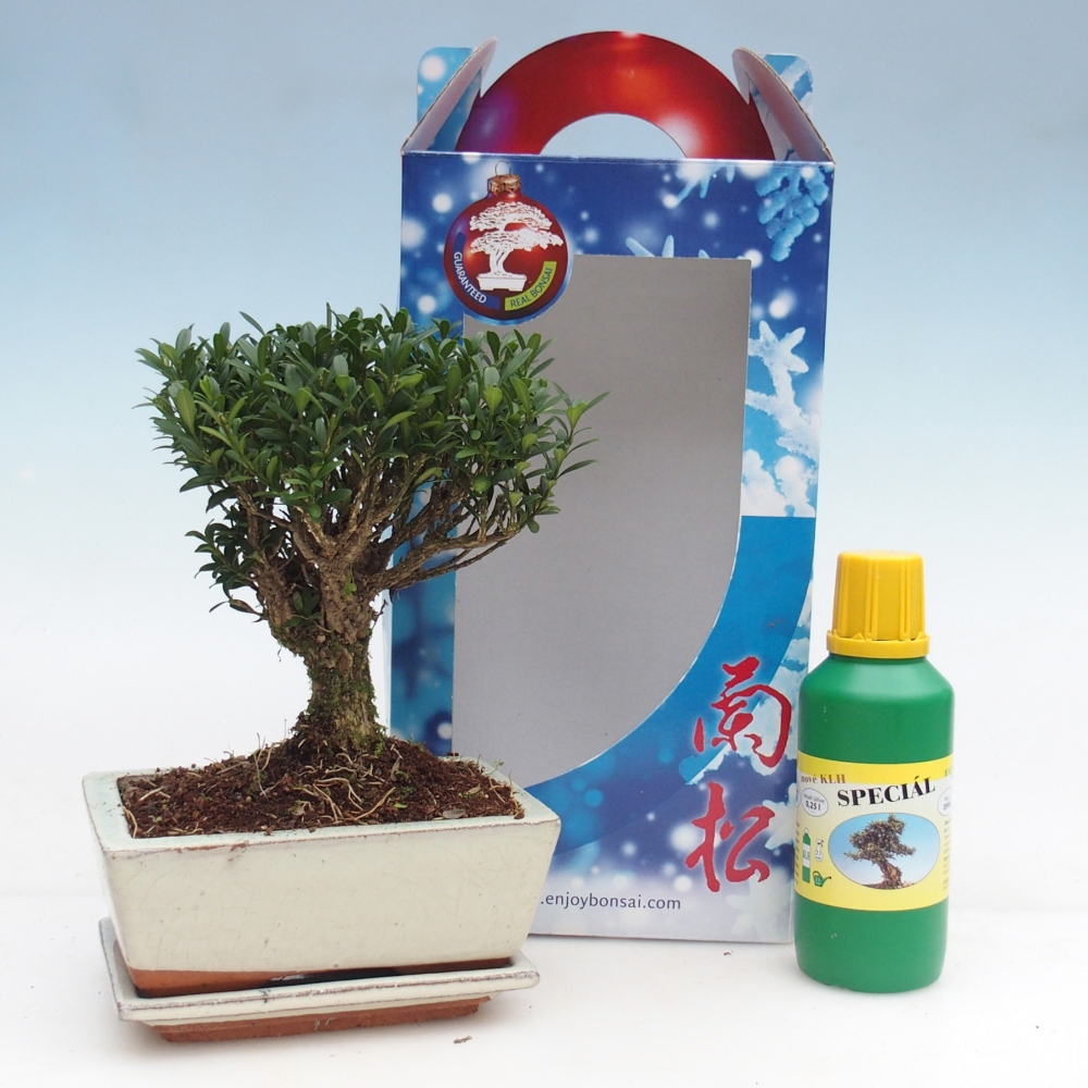 Kamerbonsai in geschenkverpakking