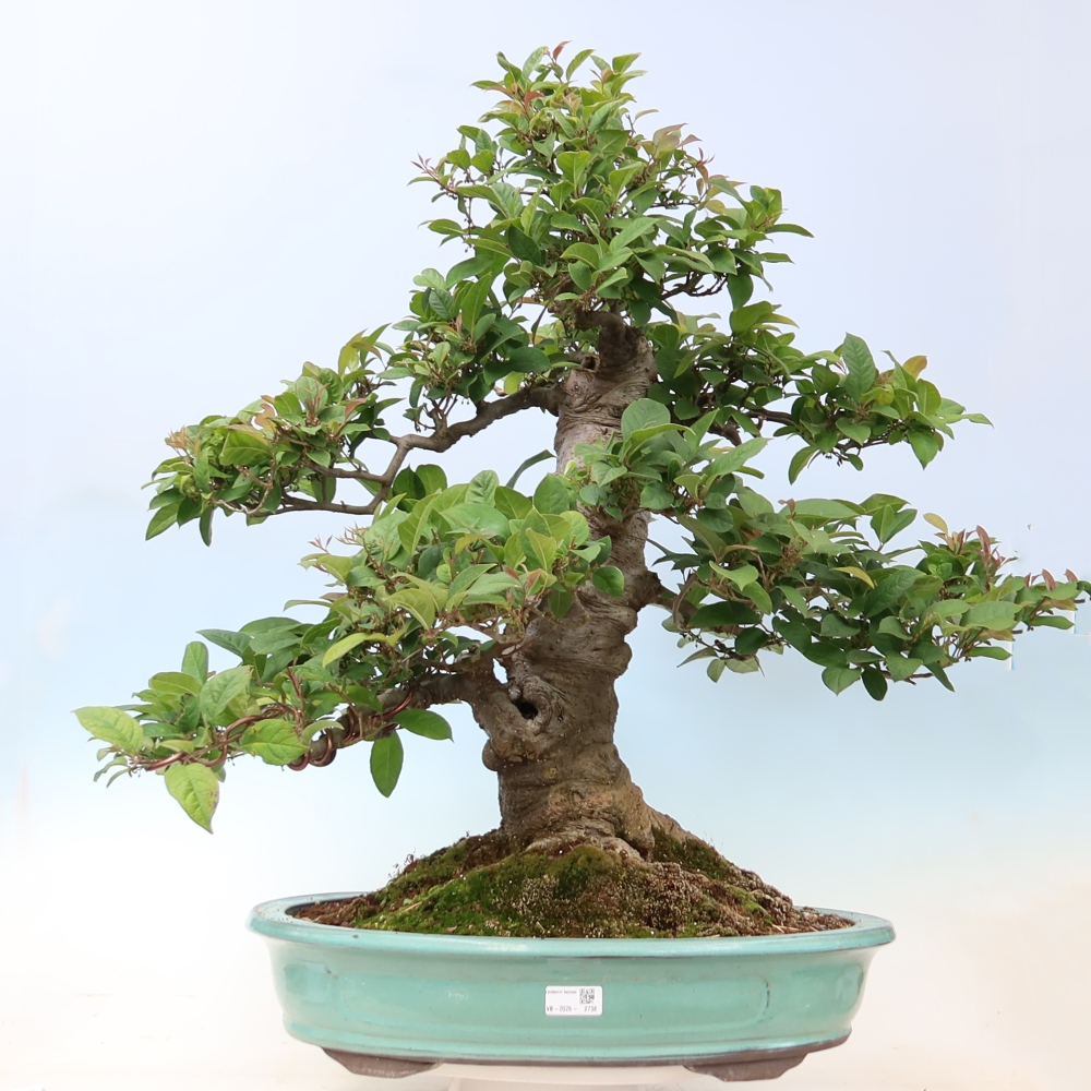 Bonsai voor buiten - Ilex serrata - zaagbladige hulst