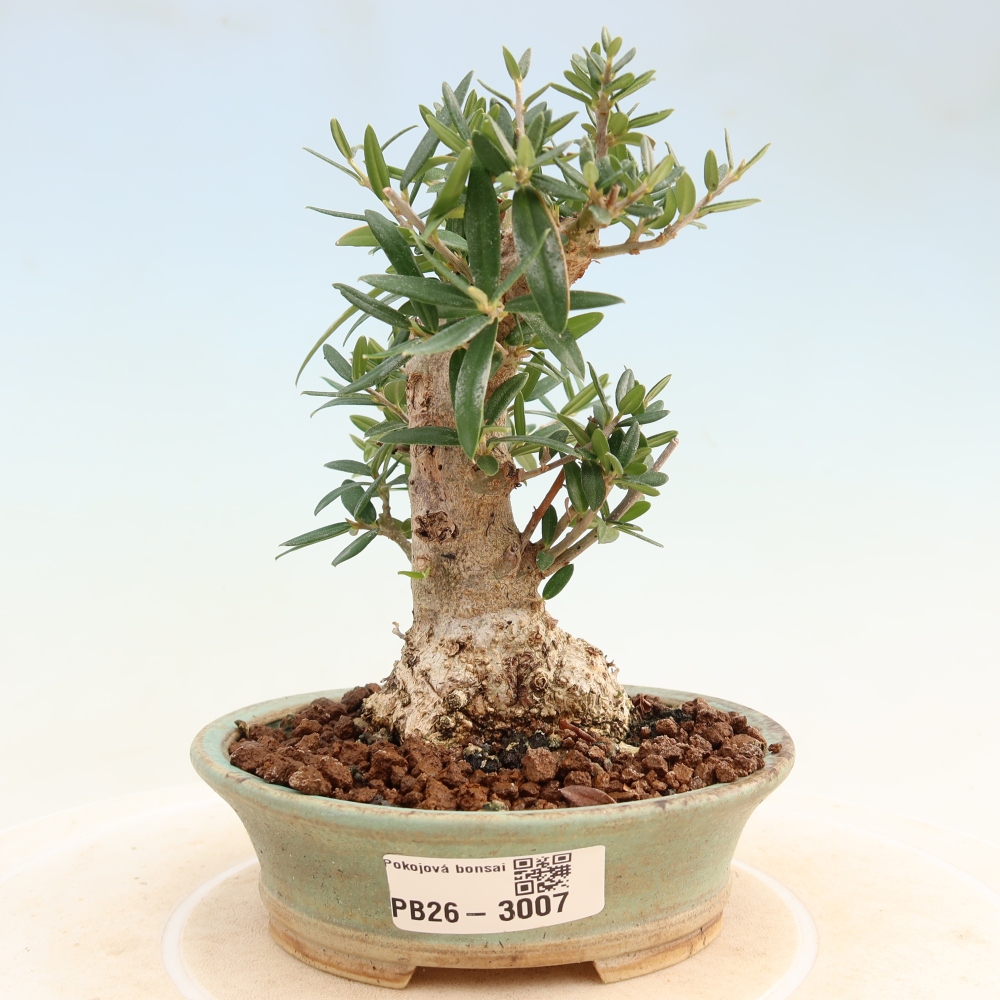 Bonsai voor binnen - Olea europaea sylvestris