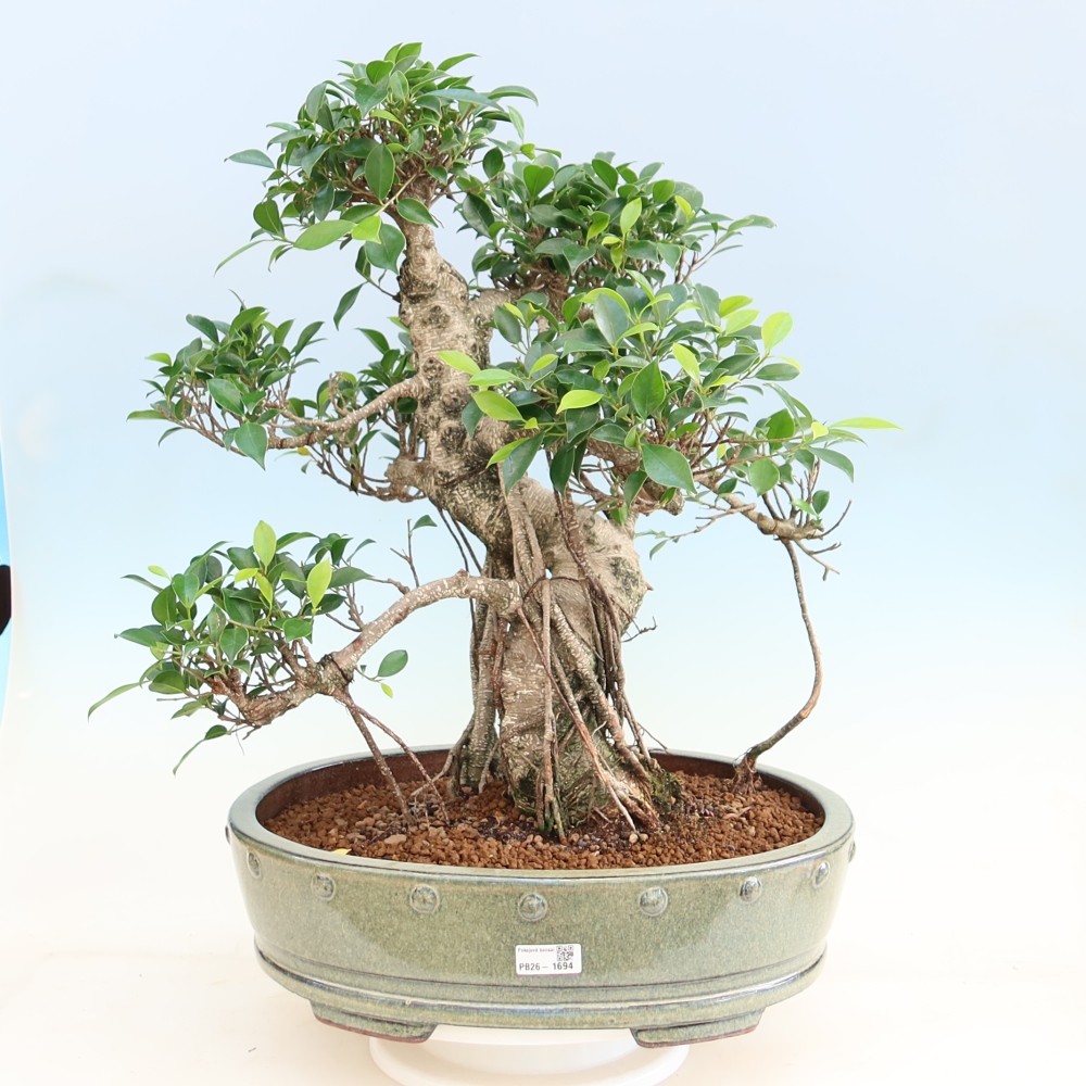 Kamerbonsai - Ficus kimmen - kleinbladige ficus