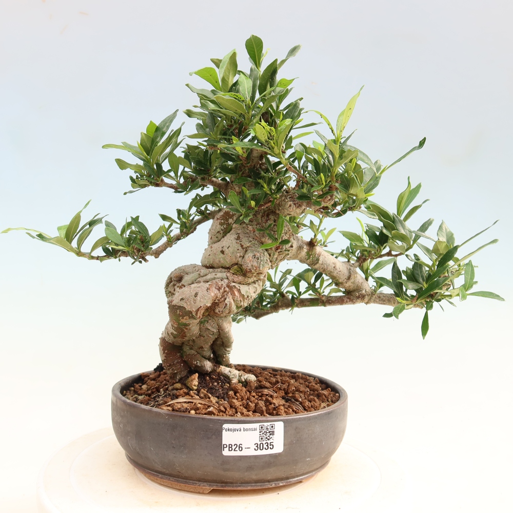 Kamerbonsai - Gardenia jasminoides-Gardenia