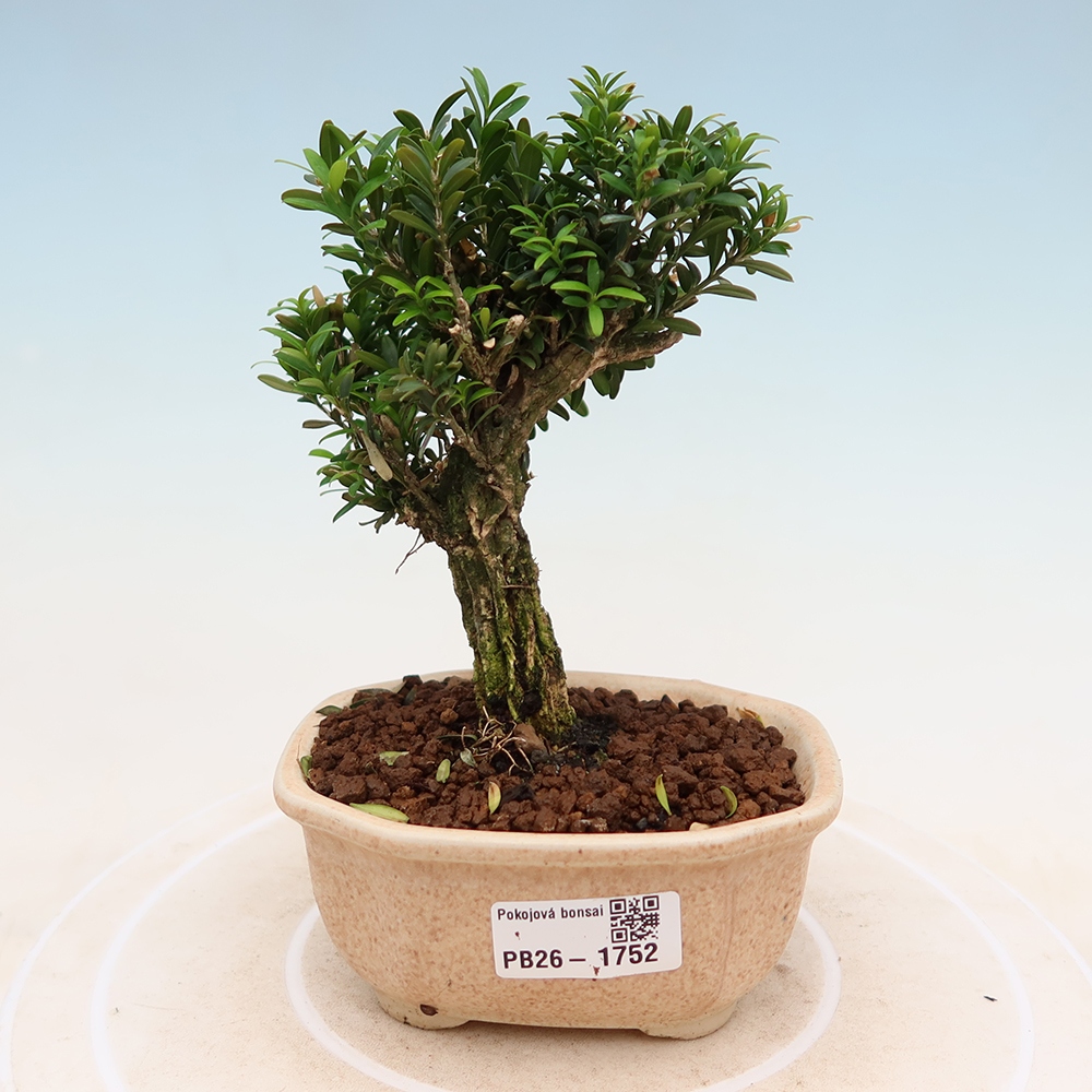 Kamerbonsai - Buxus harlandii - kurk buxus