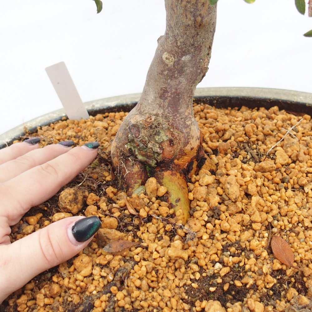 Bonsai voor buiten - Japanse Azalea - Azalea Akari