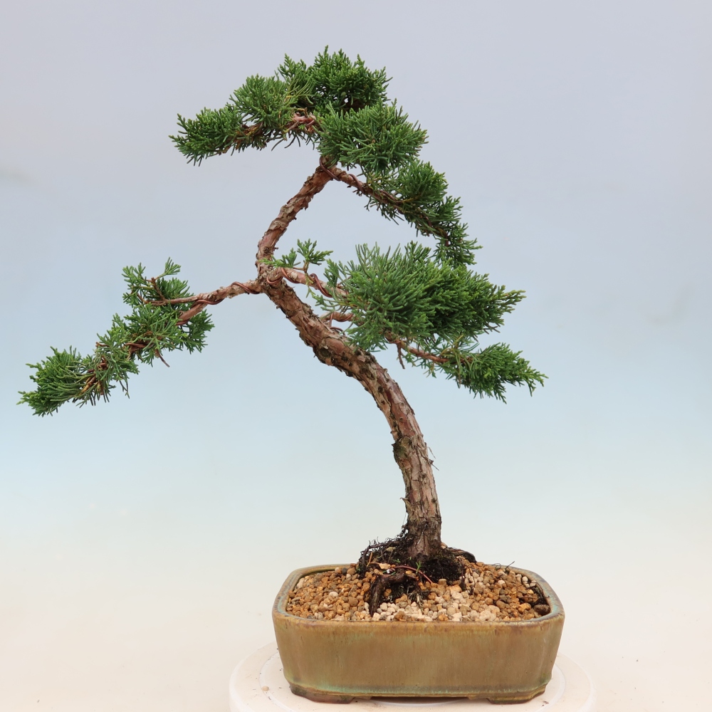 Bonsai voor buiten - Juniperus chinensis Kishu