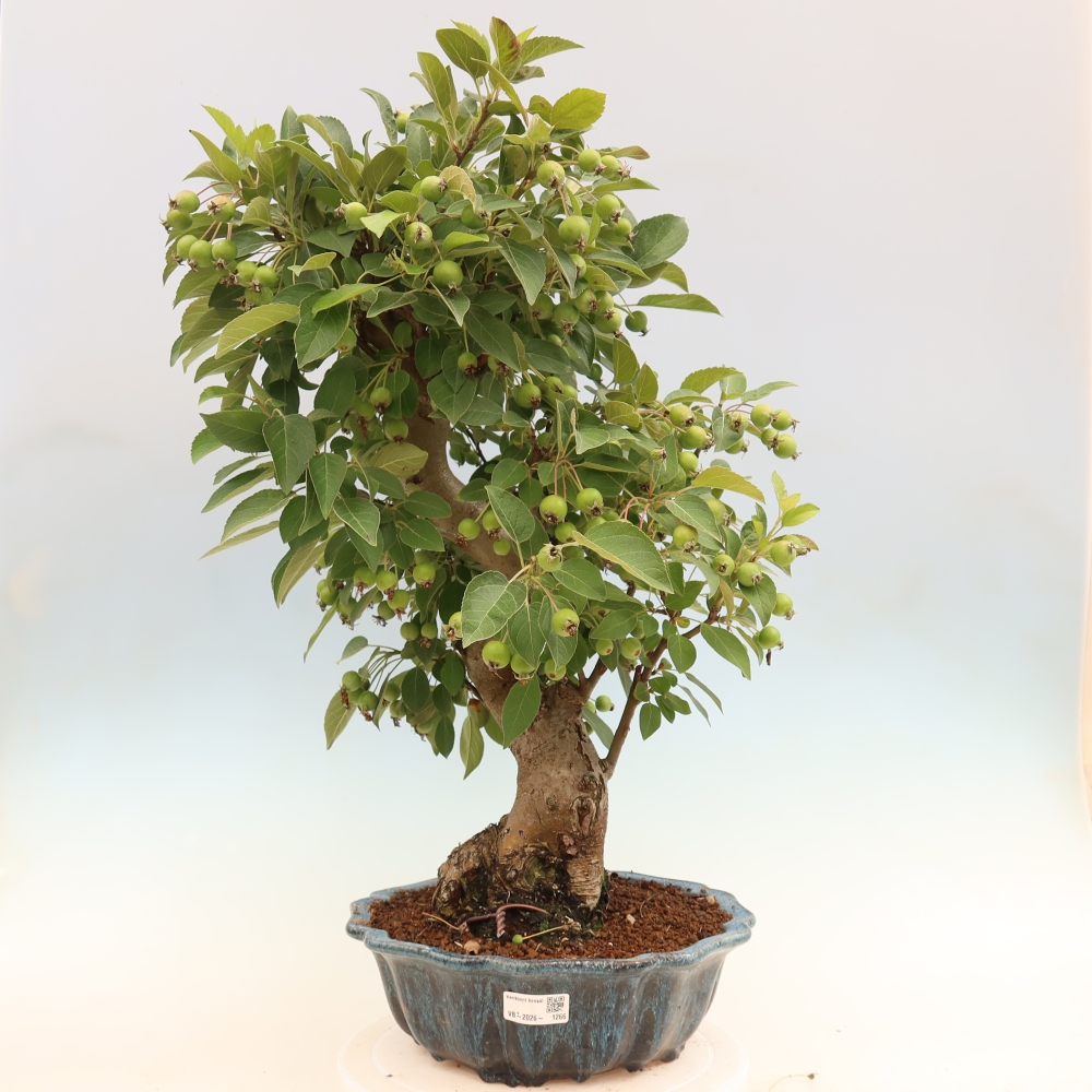 Bonsai voor buiten -Malus halliana - Appelboom met kleine vruchten
