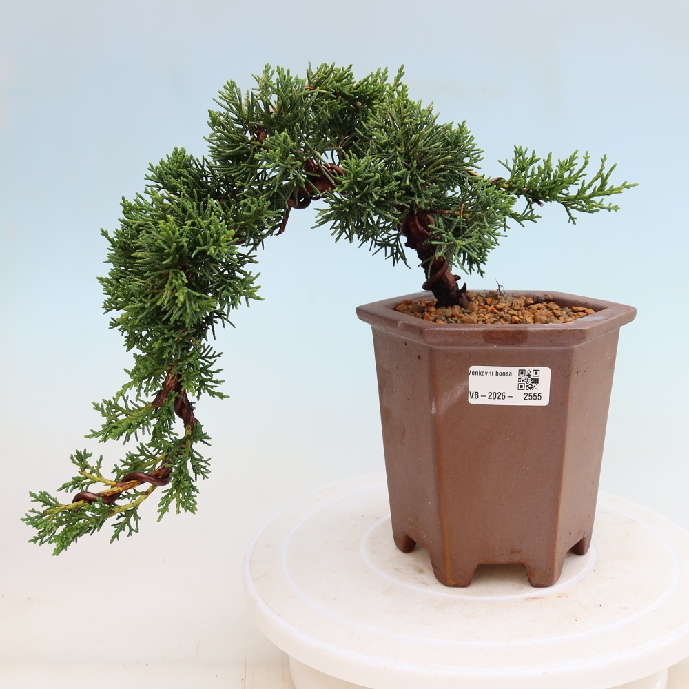 Bonsai voor buiten - Juniperus chinensis Kishu