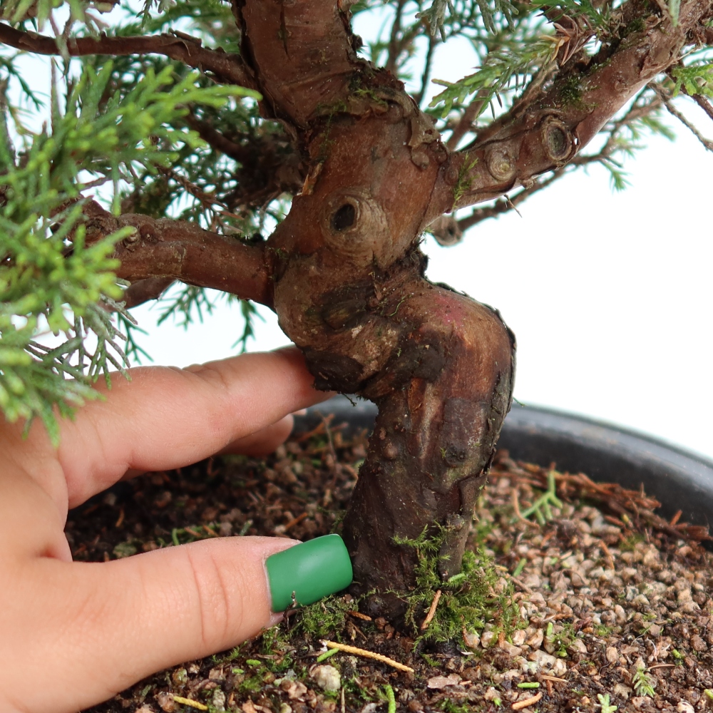 Bonsai voor buiten - Juniperus chinensis Itoigawa-Juniperus chinensis