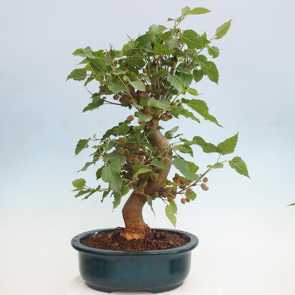 Bonsai voor buiten -Morus alba - moerbei