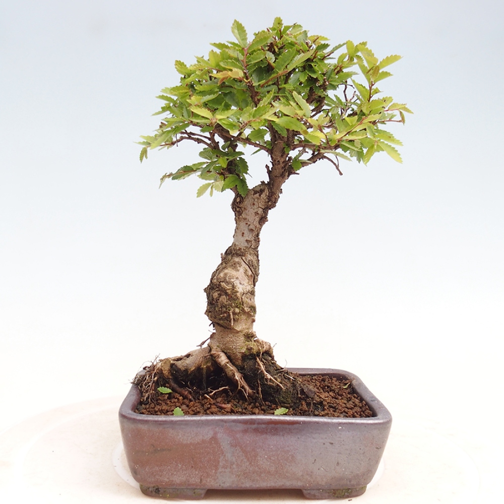 Bonsai voor buiten - Zelkova - Zelkova NIRE