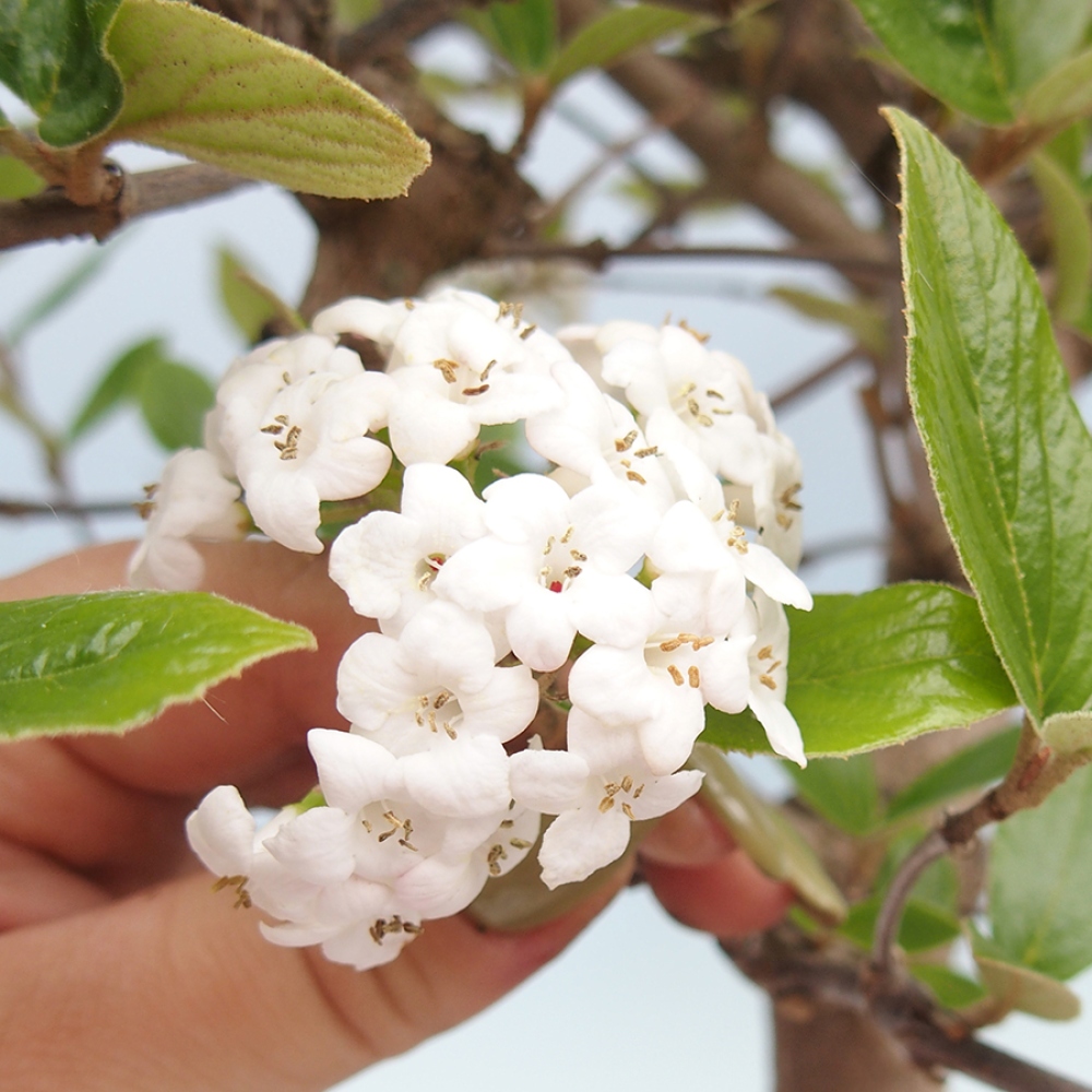 Bonsai voor buiten - Kalina Bodnanská - Viburum carlesii hemsi
