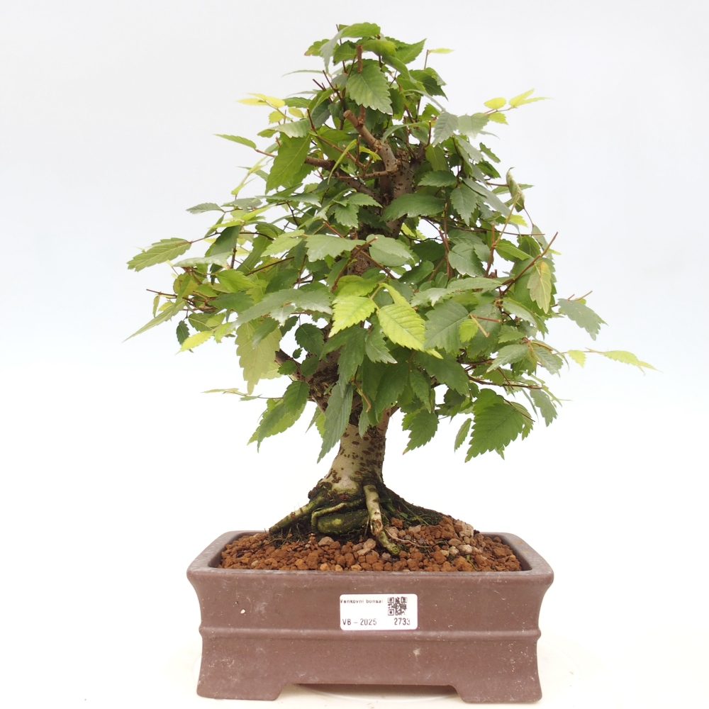 Bonsai voor buiten - Zelkova - Zelkova NIRE