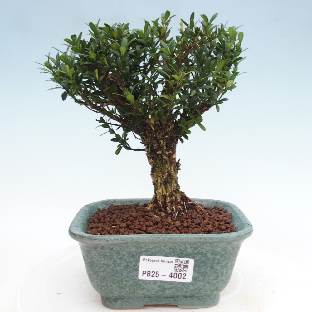 Kamerbonsai - Buxus harlandii - kurk buxus