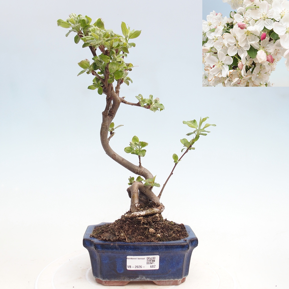 Bonsai voor buiten -Malus halliana - Appelboom met kleine vruchten
