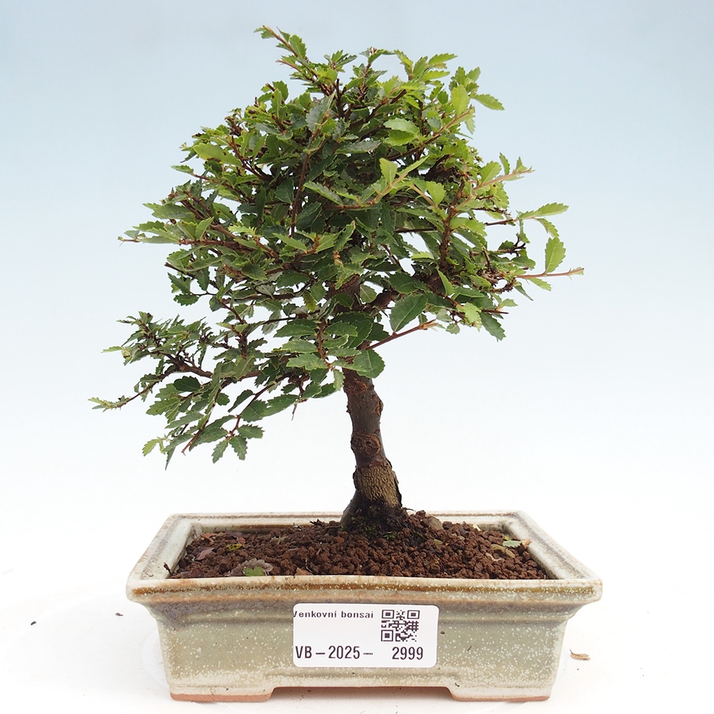 Bonsai voor buiten - Ulmus parvifolia Sagei - Kleinbladige iep