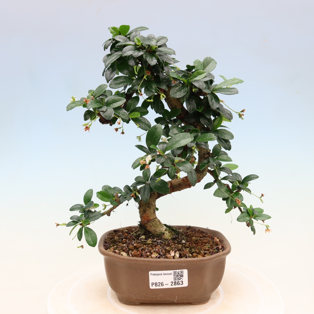 Kamerbonsai - Carmona macrophylla - Thee fuki