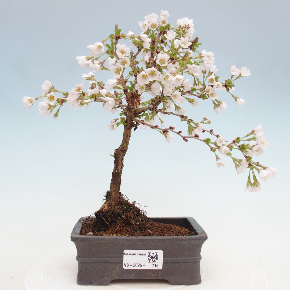 Bonsai voor buiten - Prunus incisa Kojou-no mai-Plivon uitgesneden