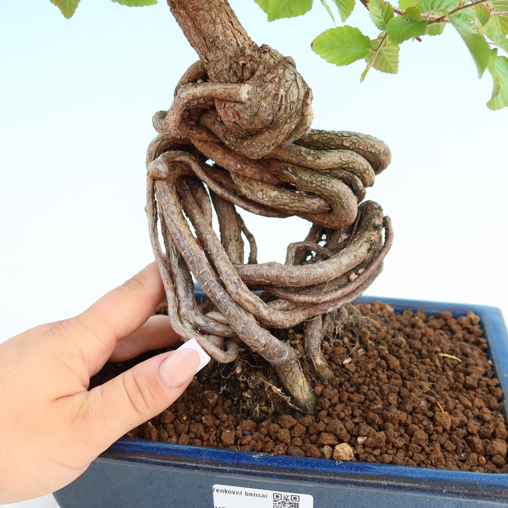 Bonsai voor buiten -Carpinus Coreana - Koreaanse haagbeuk