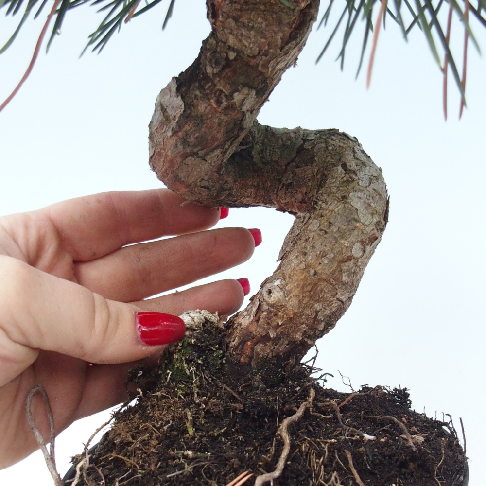 Bonsai voor buiten - Pinus thunbergii senjyumaru - Thunberg den