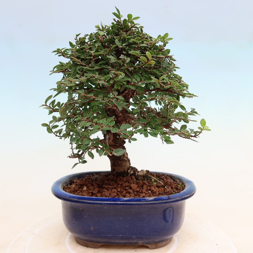 Bonsai voor buiten - Zelkova - Zelkova NIRE