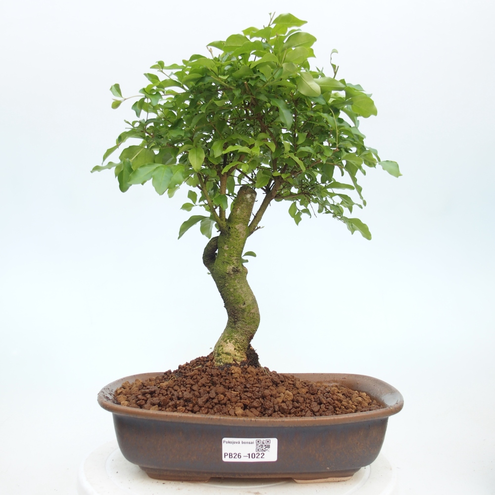 Kamerbonsai -Ligustrum chinensis - Vogelsnavel