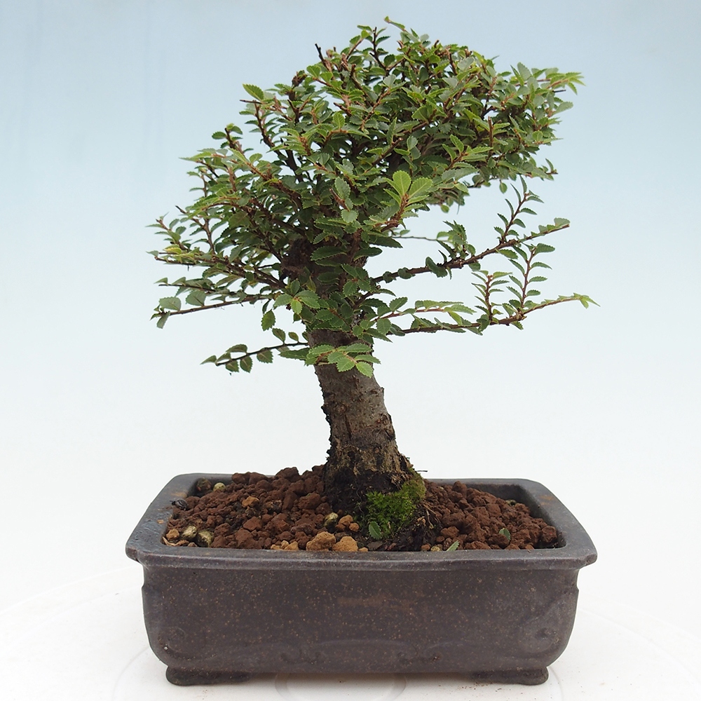 Bonsai voor buiten - Ulmus parvifolia Hokkaido - Chinese iep