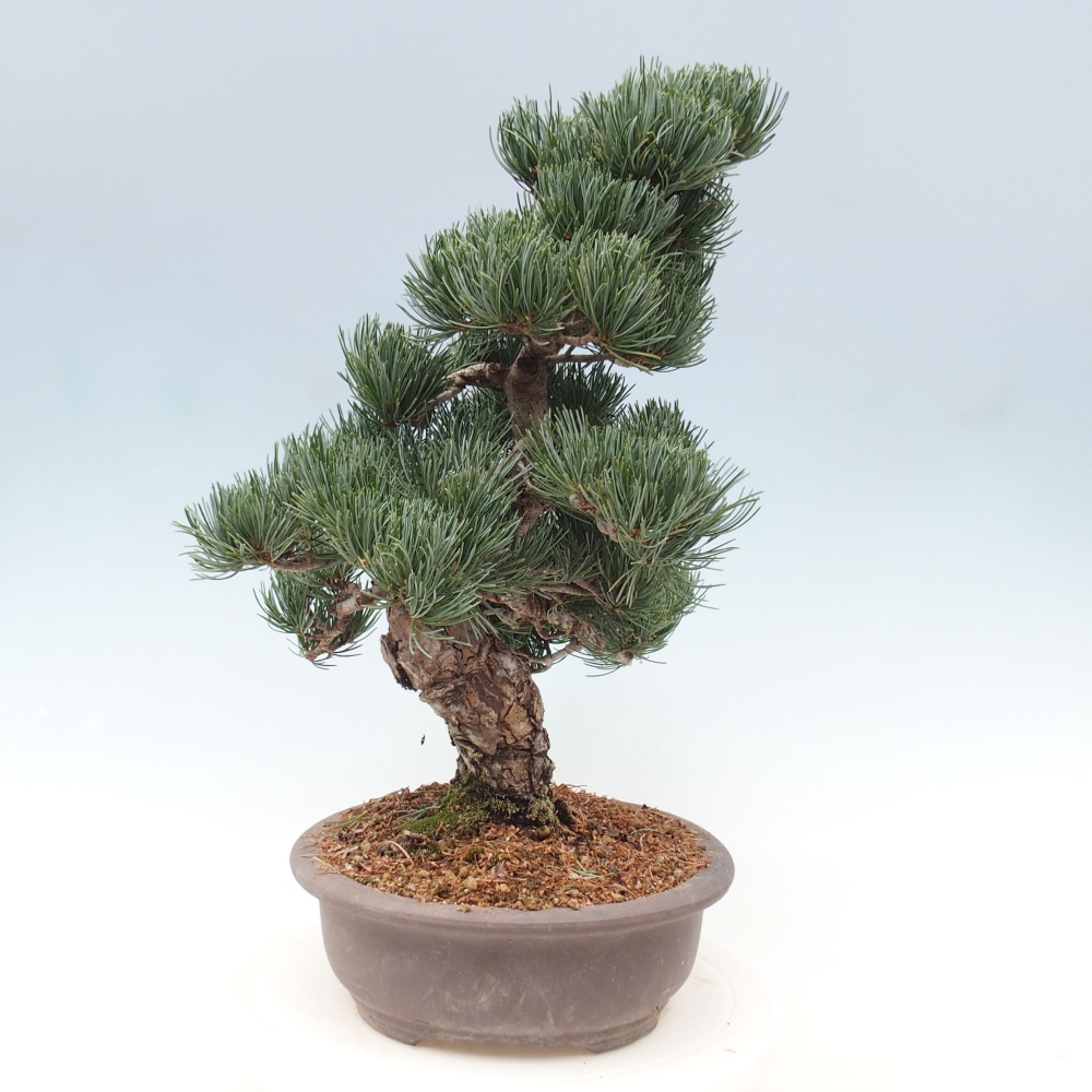 Bonsai voor buiten - Pinus parviflora - Pinus parviflora