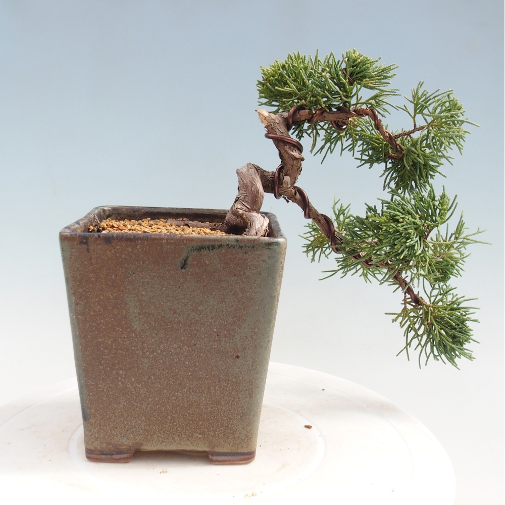 Bonsai voor buiten - Juniperus chinensis Kishu