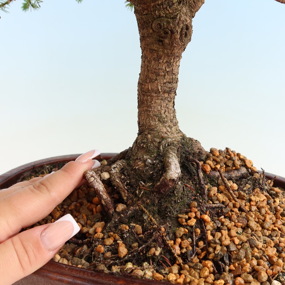 Bonsai voor buiten - Picea glauca Echiniformis – Grijze spar