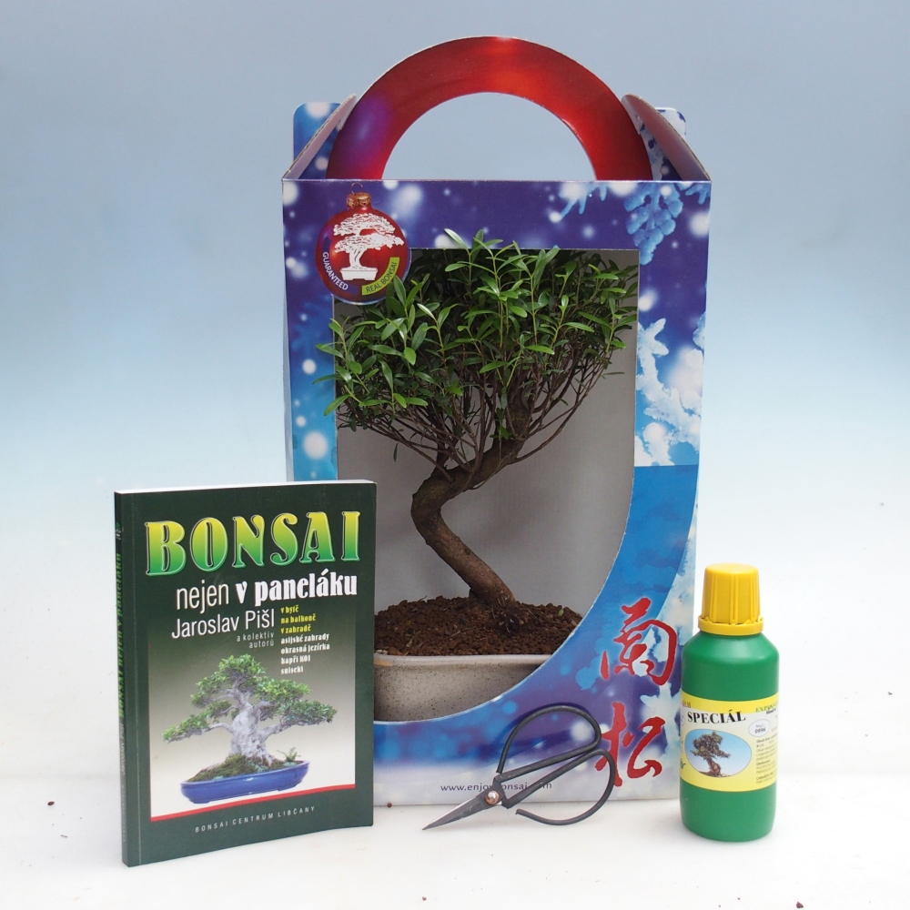 Indoor bonsai in geschenkverpakking Syzygium - Pimentboom