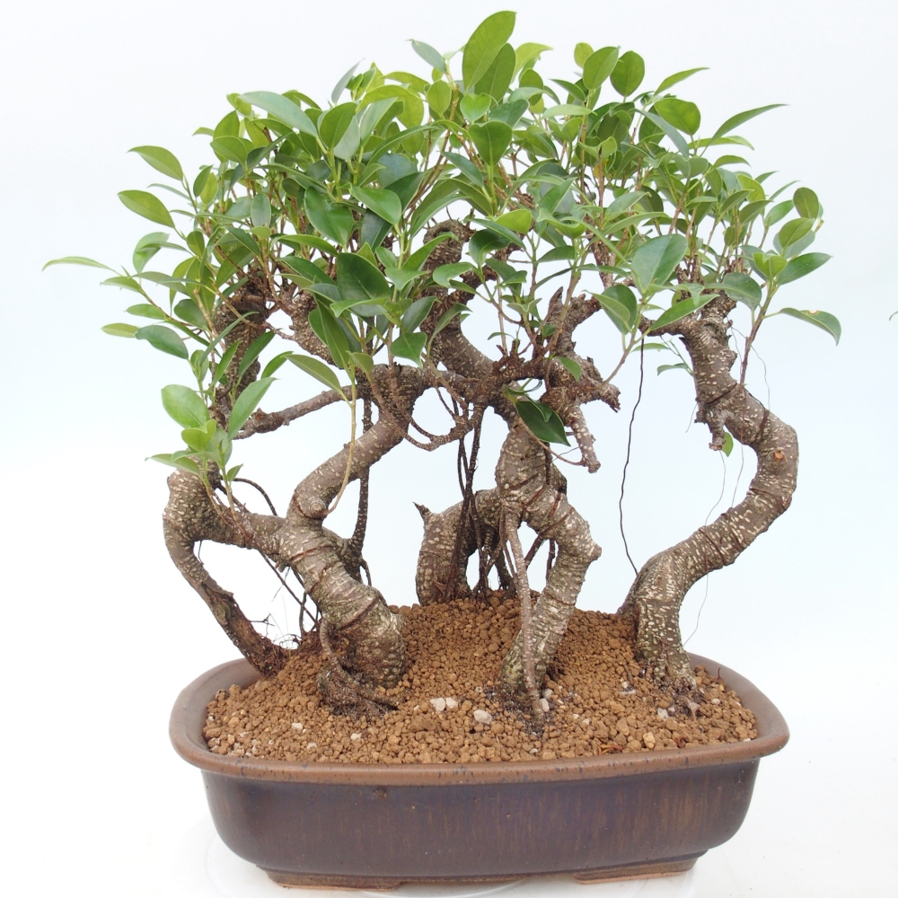 Kamerbonsai - Ficus kimmen - kleinbladige ficus