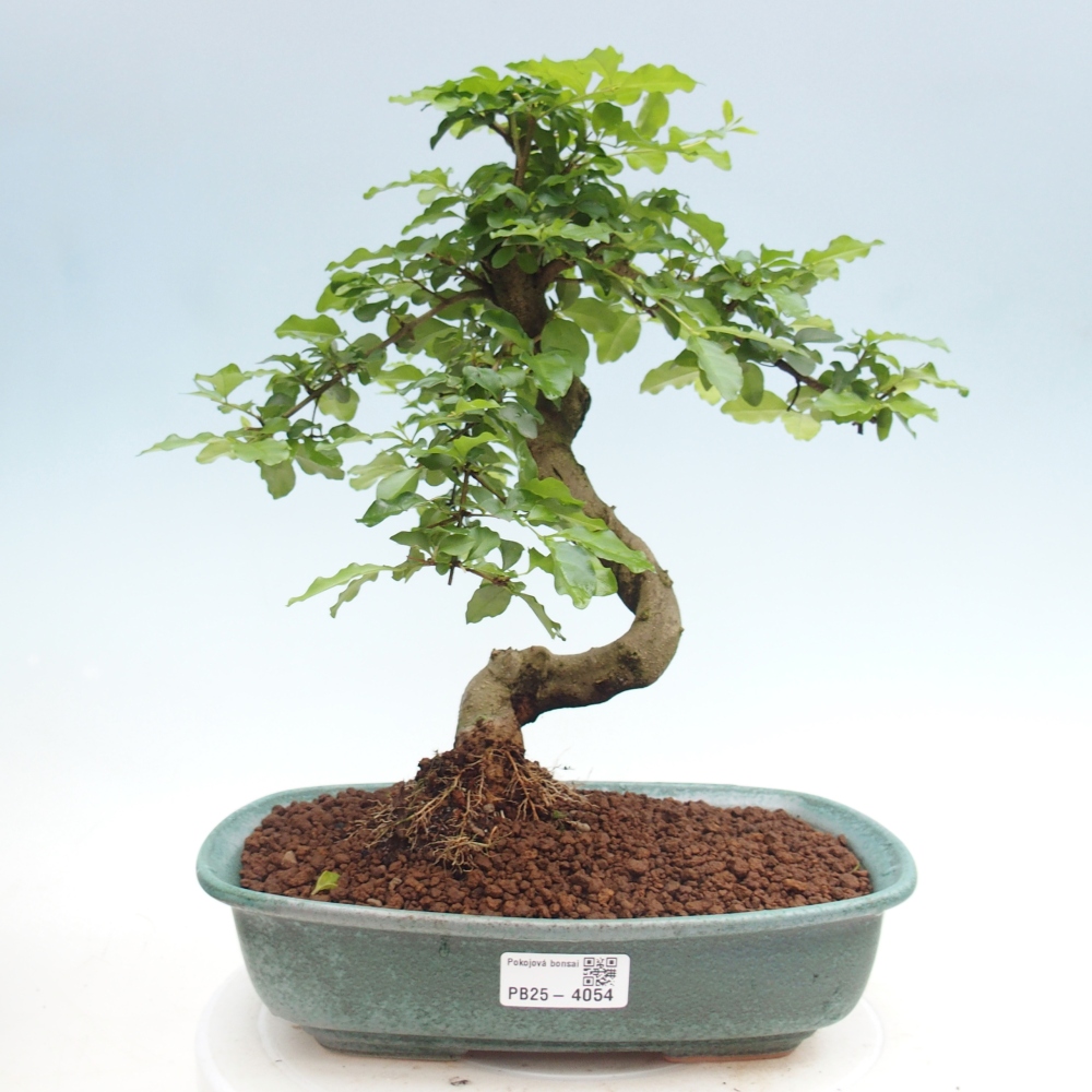 Kamerbonsai -Ligustrum chinensis - Vogelsnavel