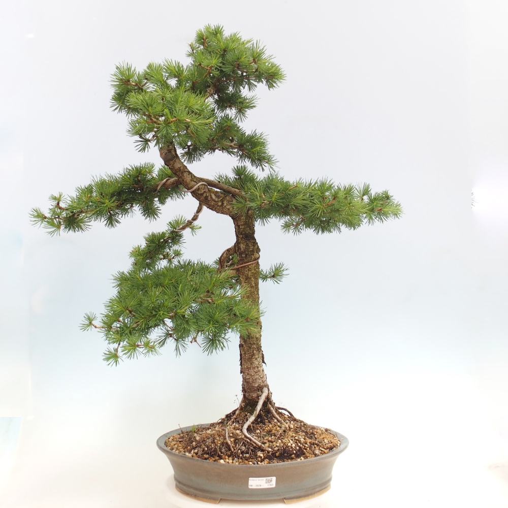 Bonsai voor buiten -Larix decidua - Lariks