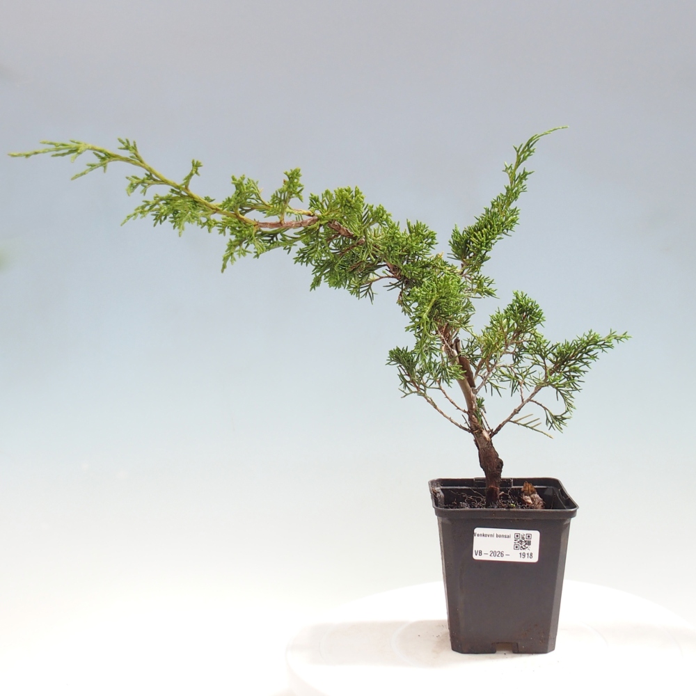 Bonsai voor buiten - Juniperus chinensis Itoigawa
