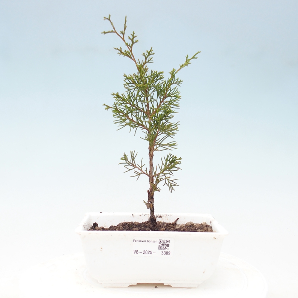 Bonsai voor buiten - Juniperus chinensis Itoigawa